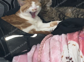 Cats for sale