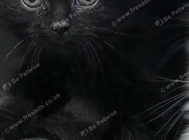 Beautiful persian mix black short hair kitten