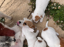 Shitzu cross jack Russell puppies