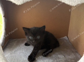 Black tabby kittens ready to leave soon