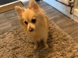 Pomchi