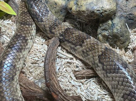 FALSE WATER COBRA