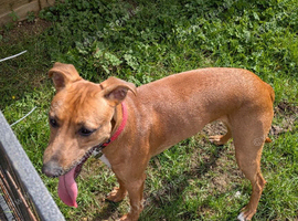 Need to re-home dog