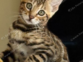 Stunning Bengal Kitten. Girl. Female. TICA Registered.