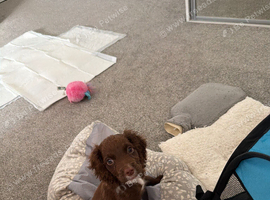 Adorable little Cocker Spaniel pup