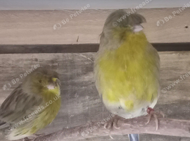 Glocester canaries