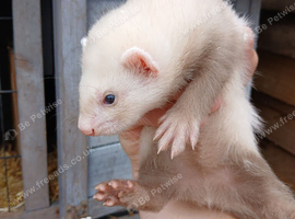 Kit ferrets