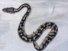 Female Ball Python and Viv