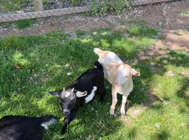 Pygmy X Female & Wether