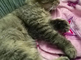 Male Maine coon