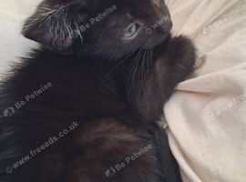 3 kittens for sale