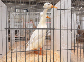 Show quality bali Indian runner ducks