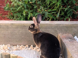 Female, rex rabbit, under 1 year old.
