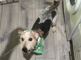 Rehoming a jack russell