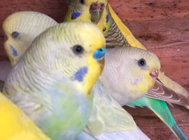 Budgies Pair