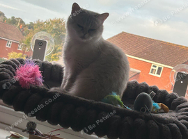 Beautiful British shorthair female suki