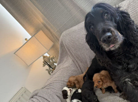 Gorgeous show cocker spaniel pups