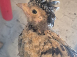 One polish chick available. 5 weeks old