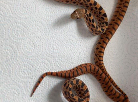 Stunning Kingsville Red Tiger Bullsnake Pair (CB2025)