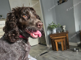 Cocker spaniel for rehoming