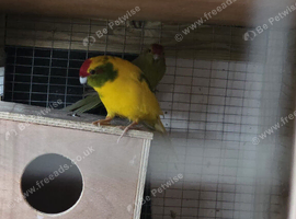 bonded pair of kakarikis
