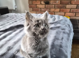 Maine coon pedigree kittens