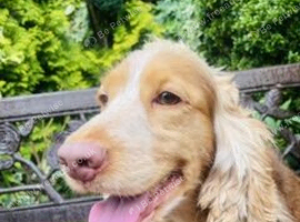 ADULT COCKER SPANIEL