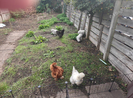 Silkies for sale
