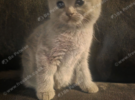 Scottish fold straight ear kittens