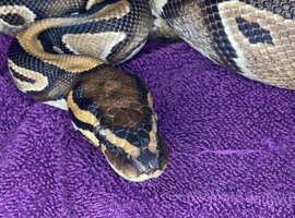 Male ball python