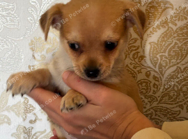 Pug cross jack Russel
