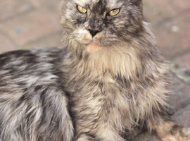 Tica maine coon female