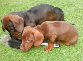 Two miniature Dachshund bitches