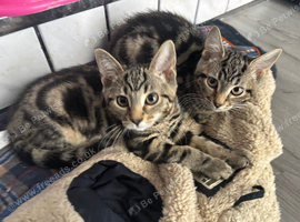Beautiful Tabby   Beautiful Kittens Looking for Their Forever Home