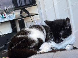 Black and white female cat