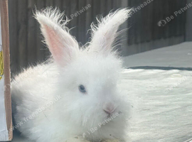 Pure bred Angora