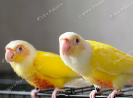 Hand reared lutino conure