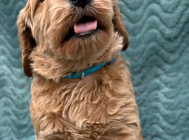 Sunning littler of Australian Double Doodles from Health screened parents