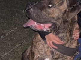 american bulldog