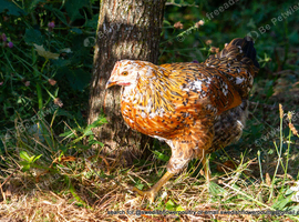 SWEDISH FLOWER HEN - VARIOUS PULLETS - RARE LANDRACE BREED