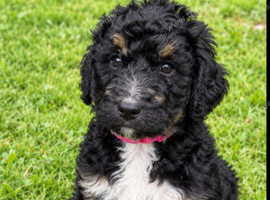 Beautiful fluffy Labradoodle