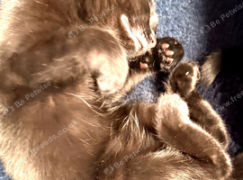 Female black kitten