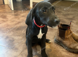 Lab x beagle pups