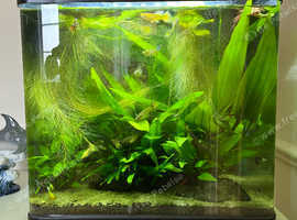30 litre fish tanks fully planted