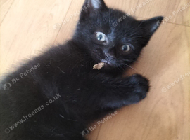 3 boys available