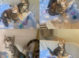 BSH Silver X bundles of love