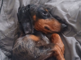 Dapple dachshund snoopy