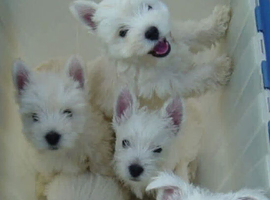 West highland puppies
