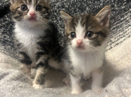 Baby kittens ready