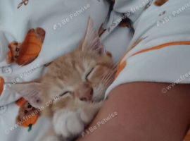 Male ginger kitten